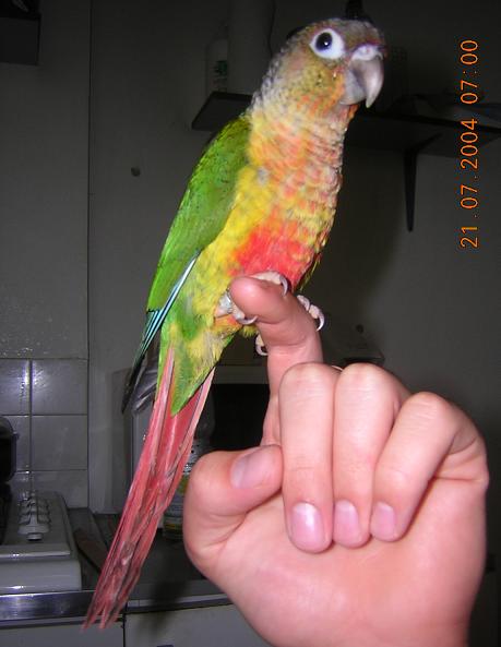 pepete magnifique.JPG