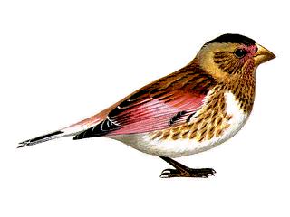 Bouvreuil Ã  ailes roses.jpg