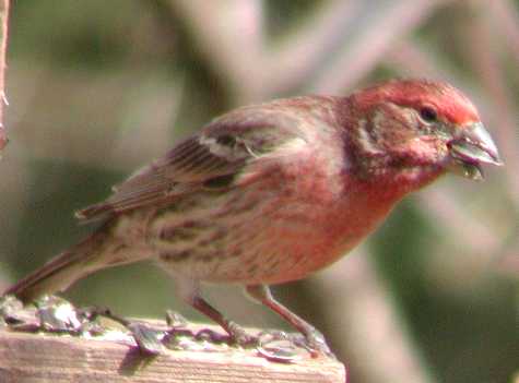 Carpodacus.jpg