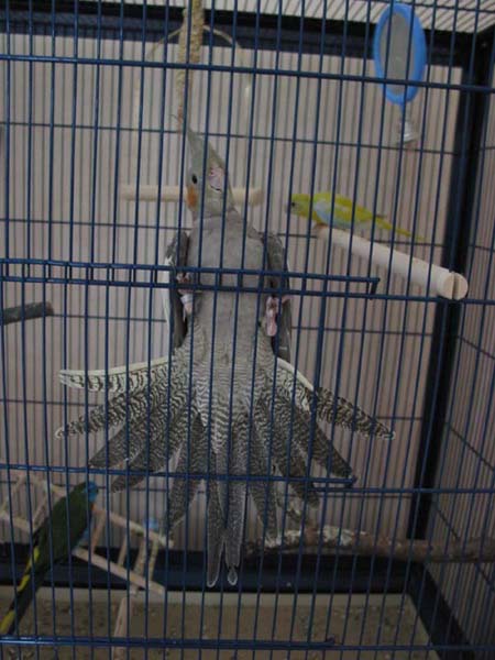 Tinyqueuecopie - copie2.JPG