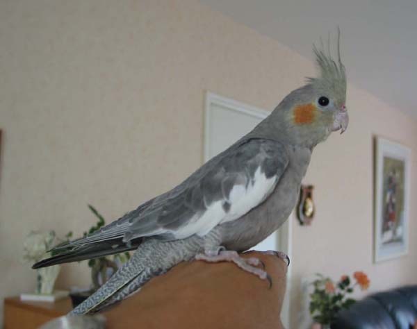 Tinyarriveecopie - copie2.JPG