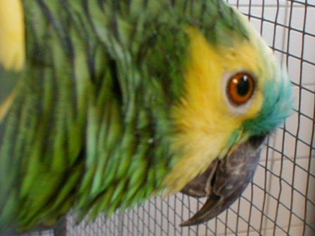 Mr Attention Je Mords.jpg