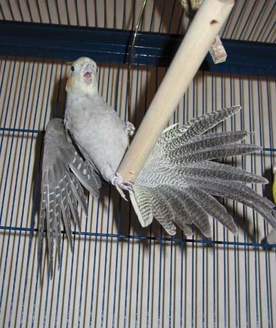 Tinygamelle - copie2.JPG