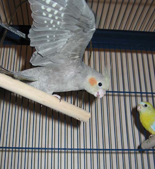 Tinyenvol - copie.JPG