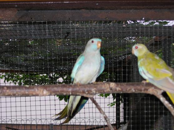 Perruche Splendide bleu cinnamon poitrine blanche 2.JPG