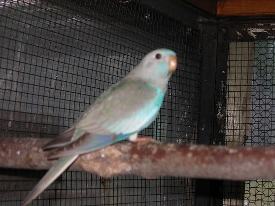 Perruche Splendide bleu cinnamon poitrine blanche 1.JPG