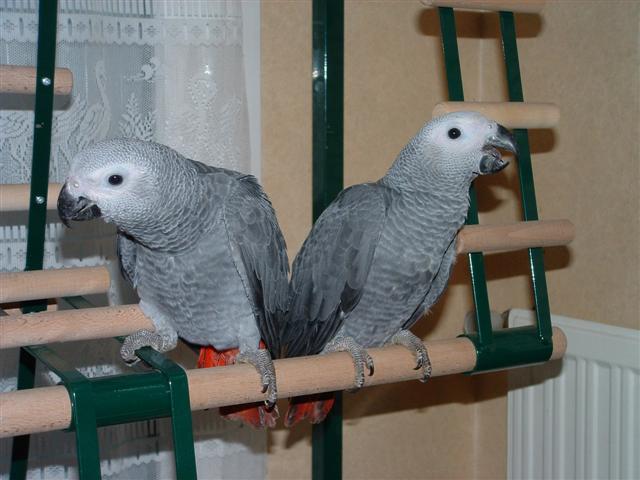 Fuji 002 (Small).jpg