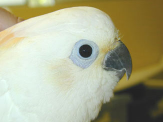 Hybrid barred eyed 2.jpg