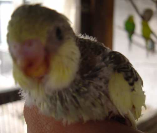 bb ondulÃ©e seul 24 08.jpg