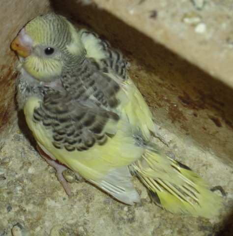 bb ond seul 24 08.jpg