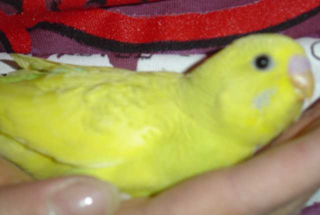 jaune pie bb main.jpg