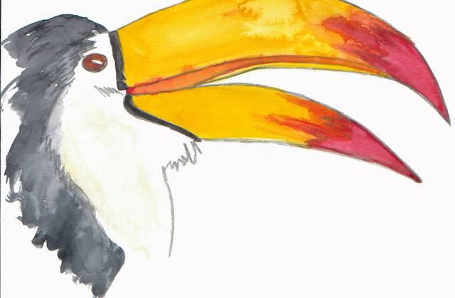 toucan 1.jpeg