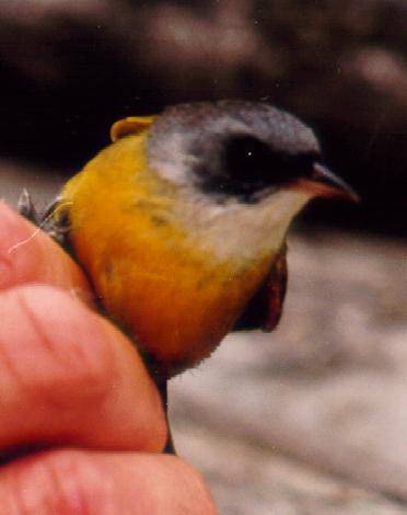 Paruline hybride masquÃ©e et triste.jpg