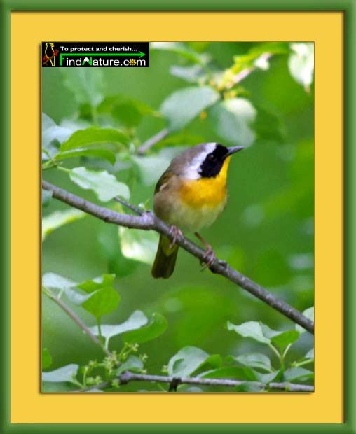 Paruline masquÃ©e 1.jpg