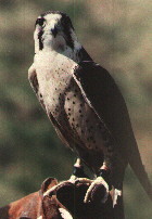 Hybride PÃ©lerin lanier.jpg