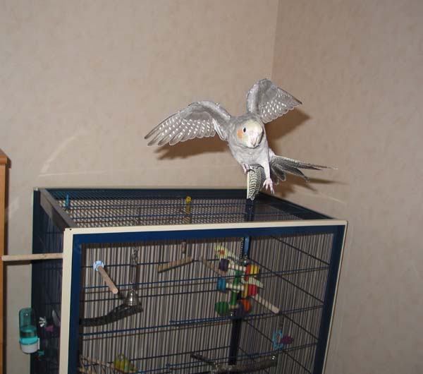 tinyvol - copie2.JPG