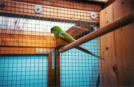 Perruche a croupions rouge pallid male.jpg