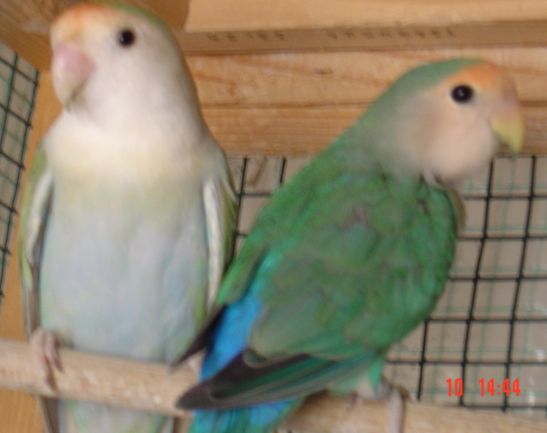 cple roseico aqua.jpg