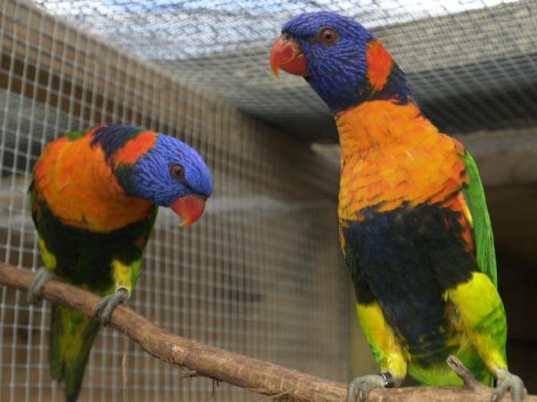 Trichoglossus haematodus rubritorquis.jpg