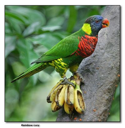 Trichoglossus haematodus haematodus.jpg