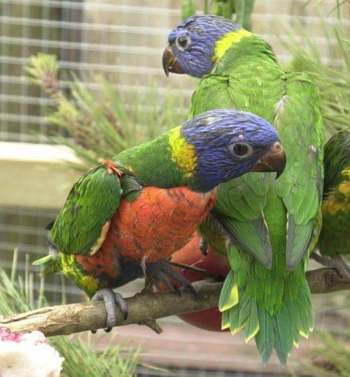 Hybrids Red-collar rainbows.jpg