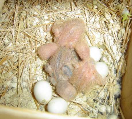 bbs roseicollis 27 08 006.jpg