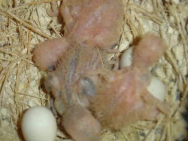 bb roseicollis 27 08 006.jpg