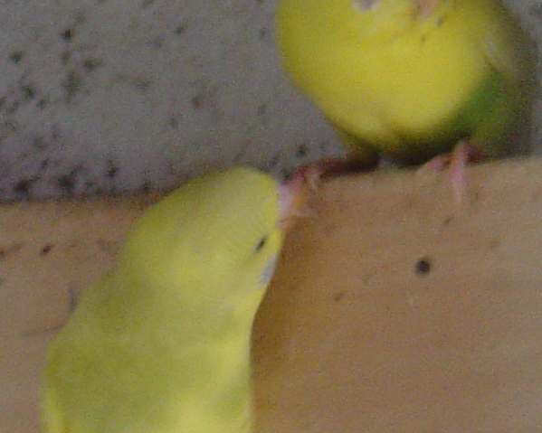 Je joue avec les doigt de maman.jpg