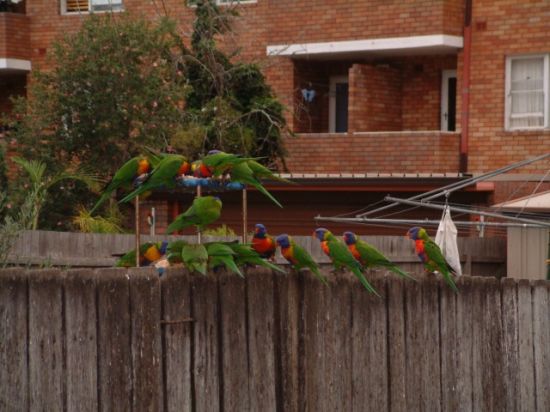 1 DrÃ´les de piafs dans mon jardin.....jpg