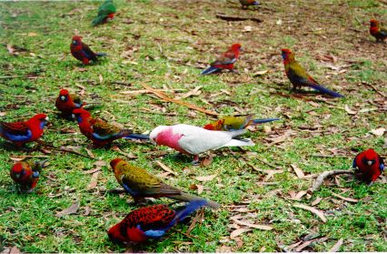 4 Piafs dans mon jardin 2....jpg