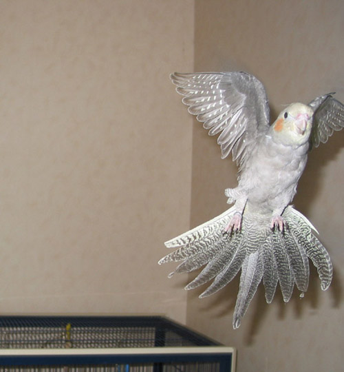 tinyvol5 - copie2.JPG