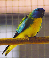 Splendide Vert de Mer1.jpg