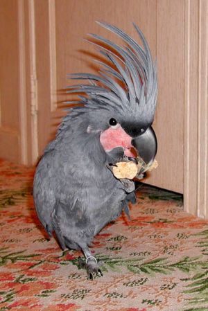 Neuneu et son jouet.jpg