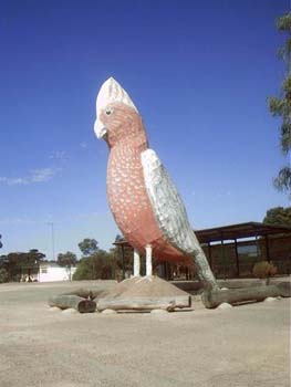 big galah kimba.jpg