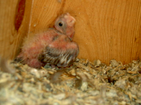 bb calo nÃ© le 14 08 04(1 mois).jpg