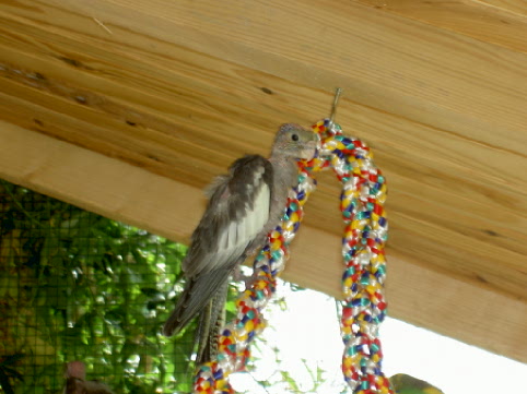 bb calo a 1 mois (nÃ© le 12 08 04).jpg