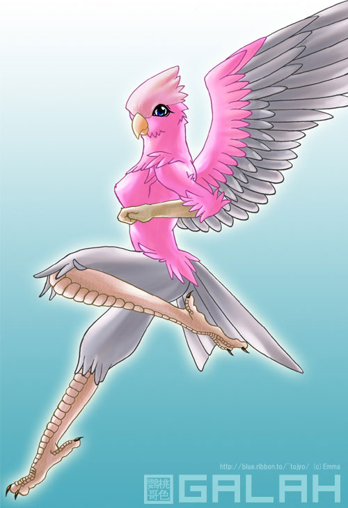 galah Gemf.jpg