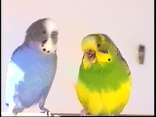 ondulÃ©e sans bec 2.jpg