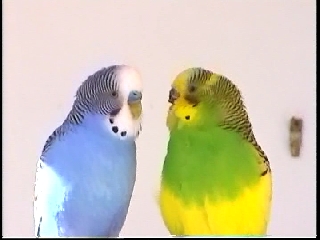 ondulÃ©e sans bec.jpg