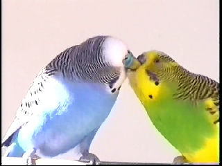 Le mÃ¢le (gauche) nourrit la femelle (droite).jpg