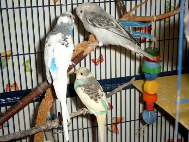 Bounty, Fidji, Lovy1.JPG