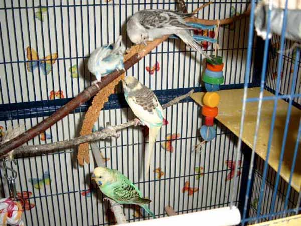 Nicolas, Fidji,Bounty et Lovy11.JPG