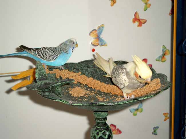 Filou et PÃ©pette1.JPG