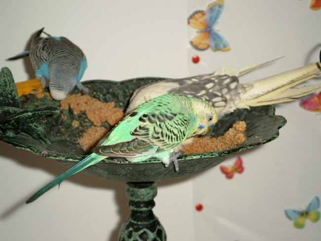 Nicolas, Filou, PÃ©pette1.JPG