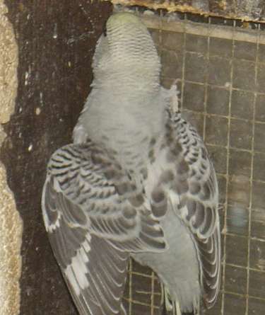 bb gris 12 09 04.jpg