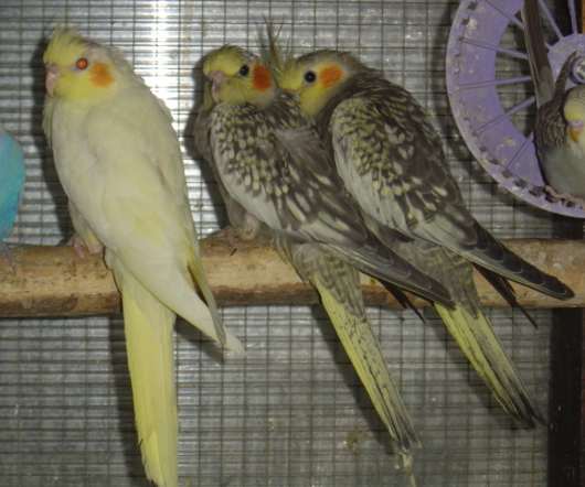 bb trio calo 12 09.jpg