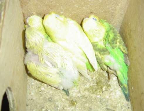 bb ondulÃ©es 12 09.jpg