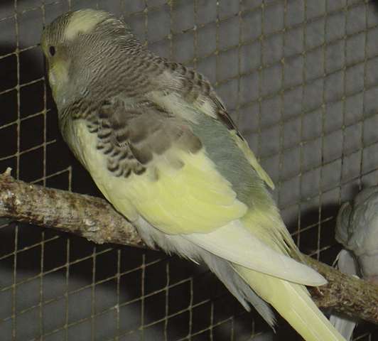 bb pie gris 12 09.jpg