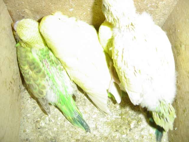 bÃ©bÃ© ond 12 09.jpg