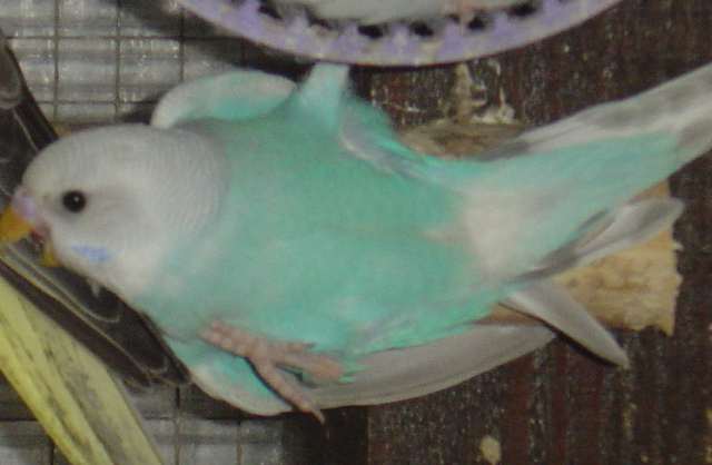 bb ond bleu 12 09.jpg